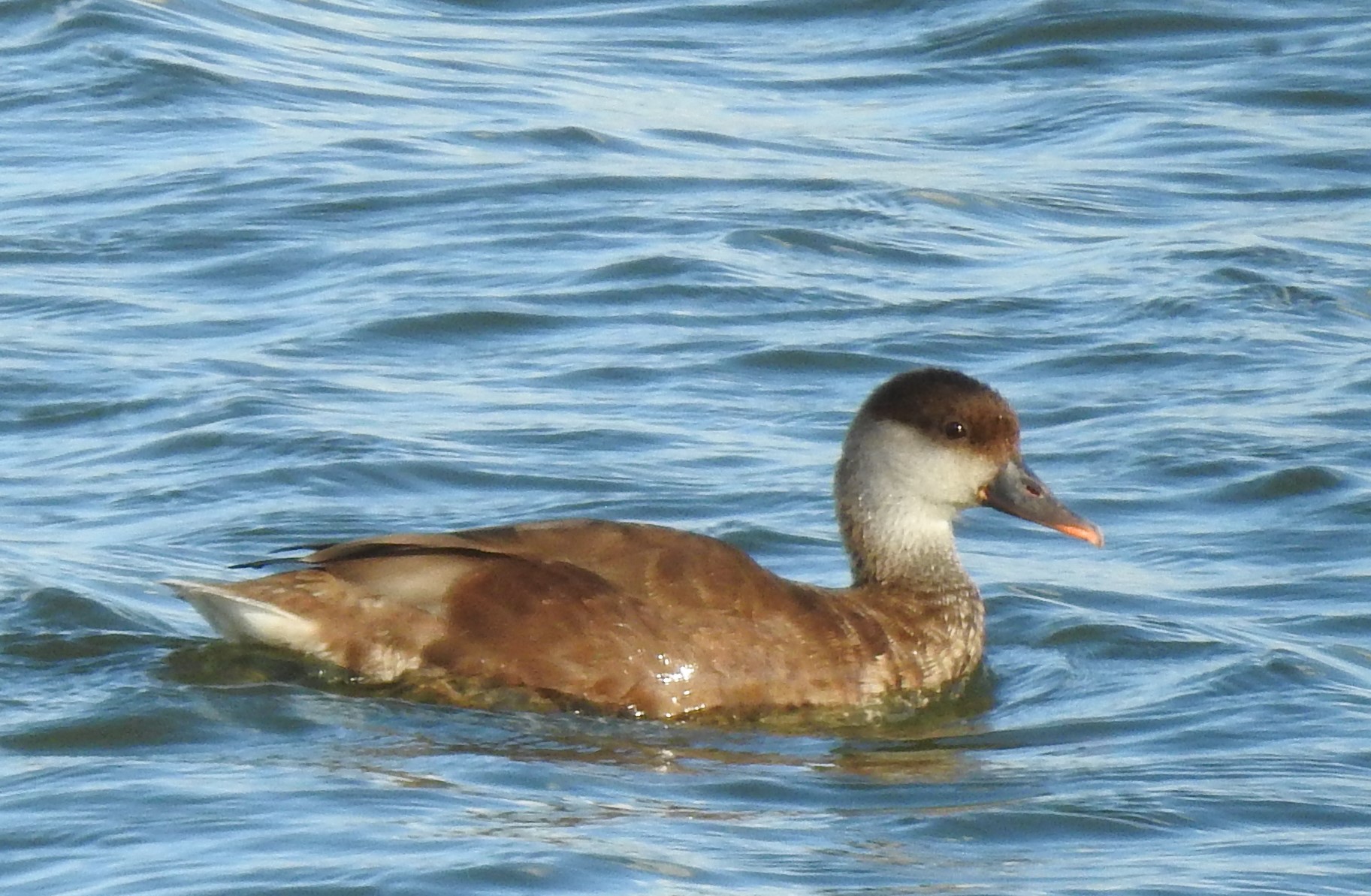 welke eend zag ik hier